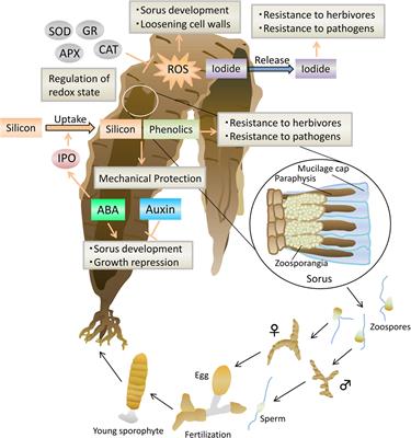 The role of plant hormones on the reproductive success of red and <mark class="highlighted">brown algae</mark>